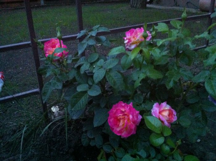 Pullman Orient Express11