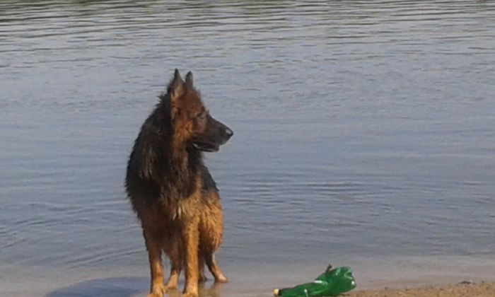 20150712_161330 - paznicul casei