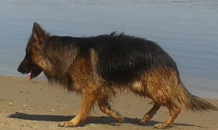 20150712_161420 - paznicul casei