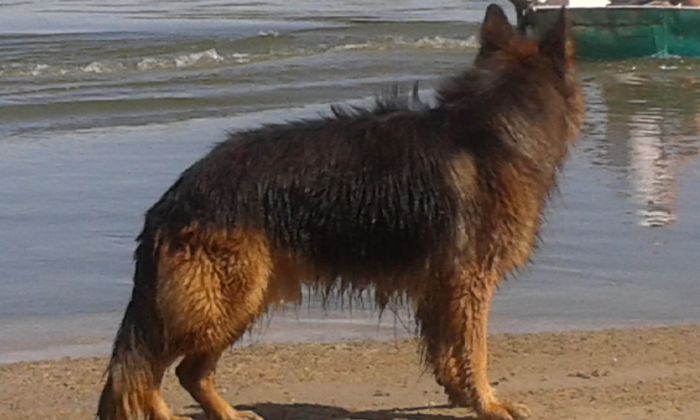 20150712_161438 - paznicul casei