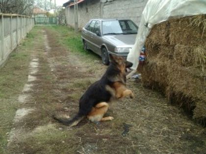 1414586726391 - paznicul casei