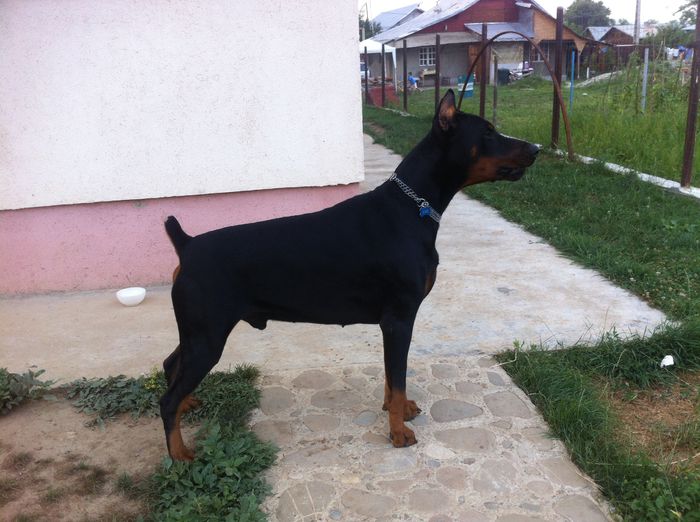 image - DOBERMANN DON DRAGON BLACKMAGIC  ANGEL