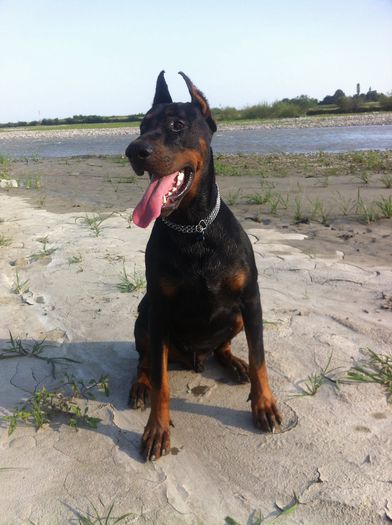 image - DOBERMANN DON DRAGON BLACKMAGIC  ANGEL