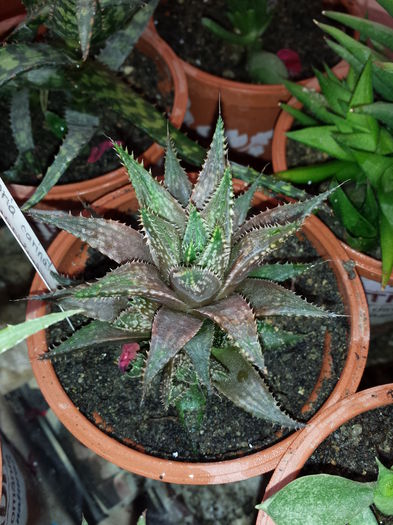 Haworthia guttata