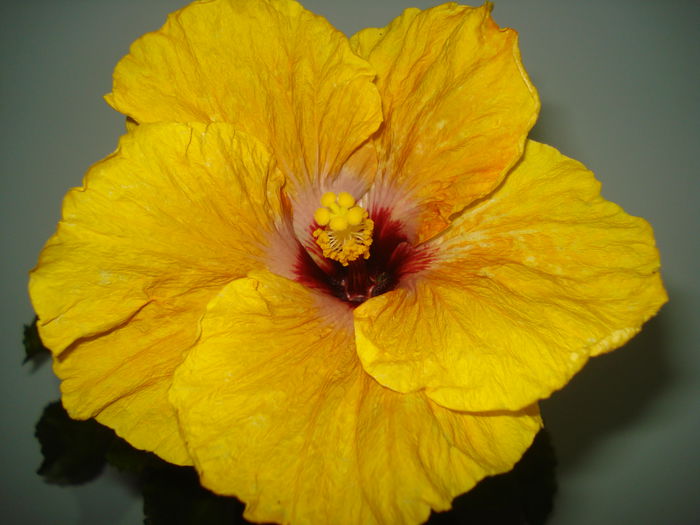 DSC03402 - HIBISCUS 2015