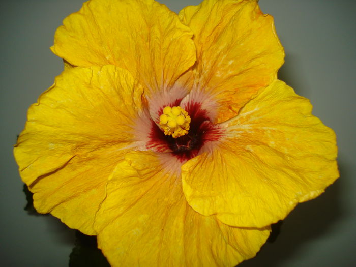DSC03404 - HIBISCUS 2015