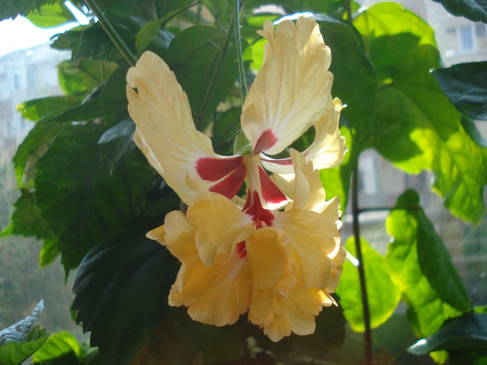 DSC03489 - HIBISCUS 2015