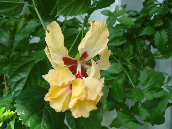 DSC03491 - HIBISCUS 2015