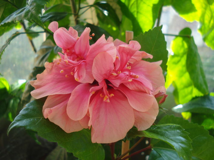DSC03484 - HIBISCUS 2015