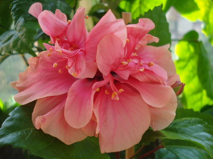 DSC03486 - HIBISCUS 2015