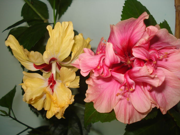 DSC03451 - HIBISCUS 2015