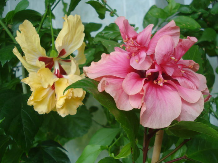 DSC03498 - HIBISCUS 2015