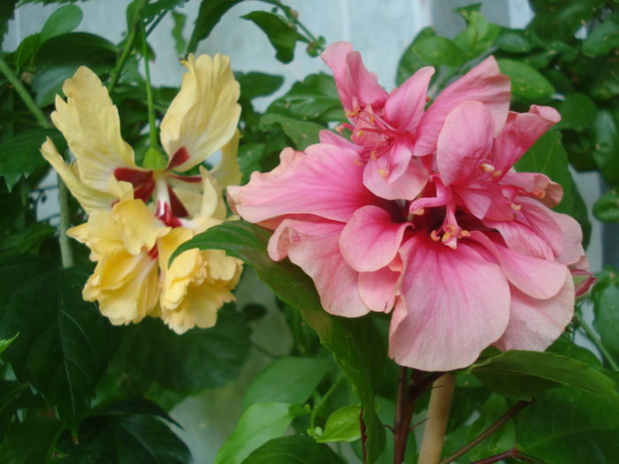 DSC03499 - HIBISCUS 2015