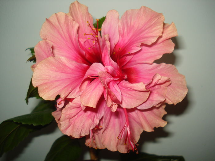 DSC03548 - HIBISCUS 2015