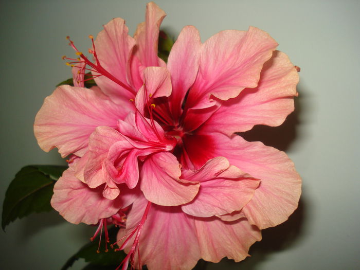 DSC03549 - HIBISCUS 2015