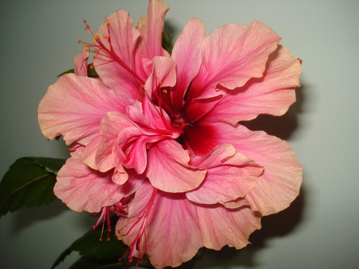 DSC03551 - Hibiscus Kona