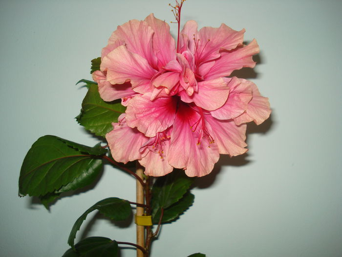 DSC03553 - Hibiscus Kona