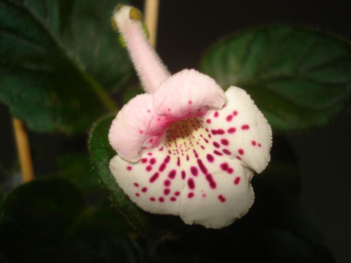 DSC03529 - FLORI 2015