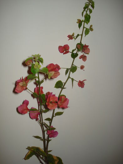 DSC03543 - FLORI 2015