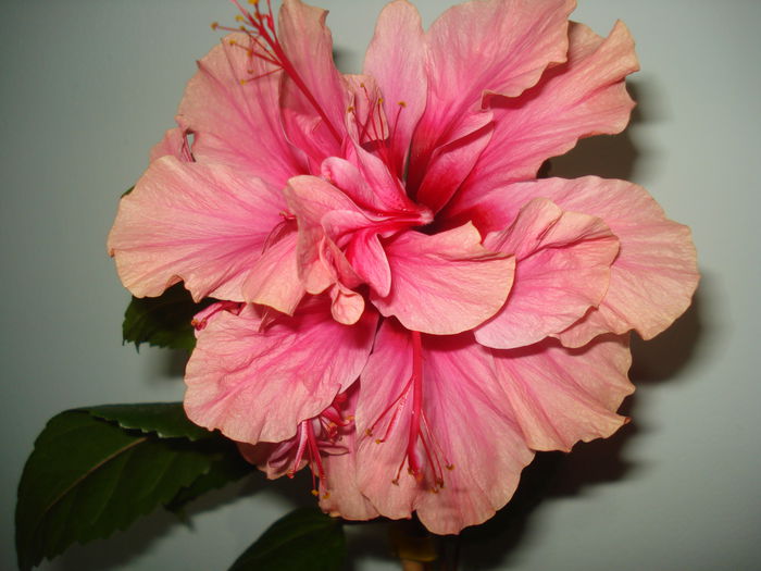 DSC03555 - FLORI 2015