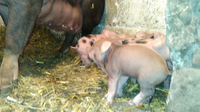 IMAG0404 - Scroafa duroc-petrain