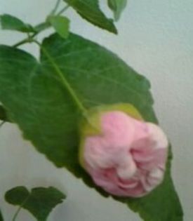 IMG_20150909_182110 - alte flori 2