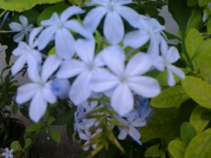 Plumbago bleau - alte flori 2