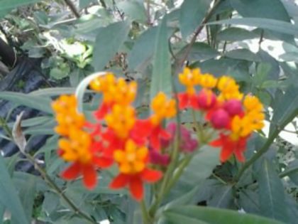 Asclepias