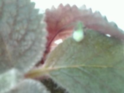 Eucodonia