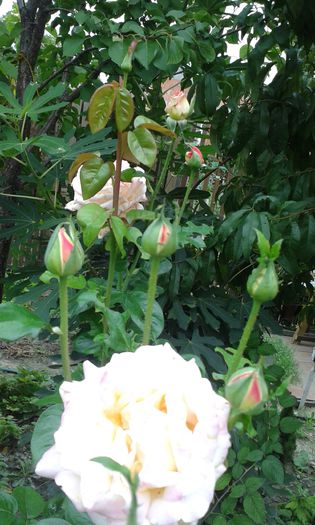 20150910_083633 - martori  in timp