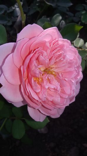 20150907_175346 - Abraham Darby