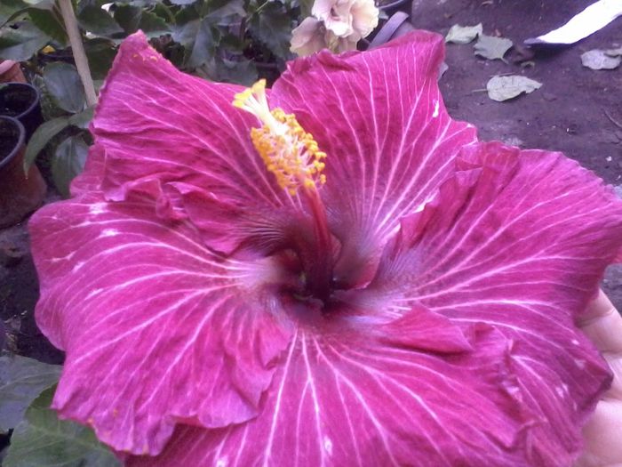 tahitian purple splendor - hibiscusi 2015-7