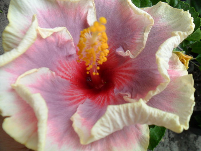 SAM_9726 - hibiscusi 2015-7