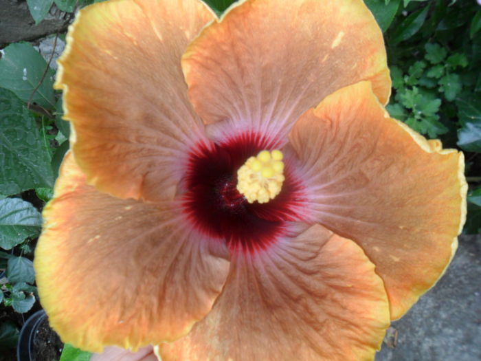 SAM_9735 - hibiscusi 2015-7