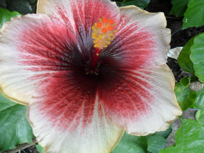 SAM_9788 - hibiscusi 2015-7