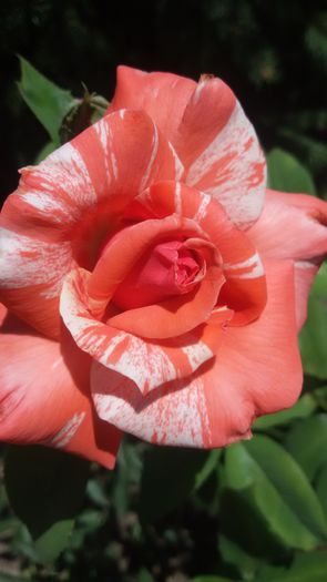 20150724_133031 - Philatelie