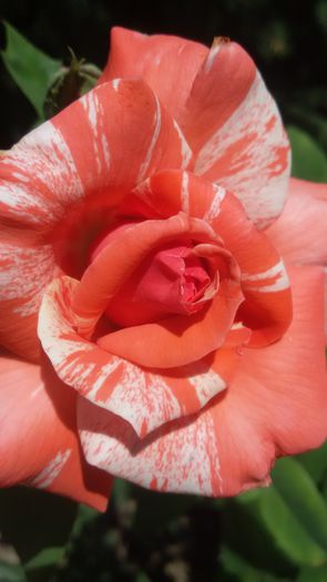 20150724_133035 - Philatelie