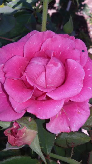 20150724_091948 - Rosa reka s