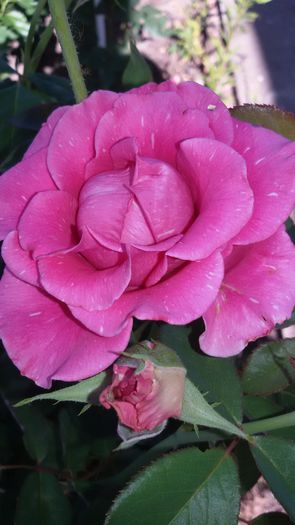 20150724_091955 - Rosa reka s