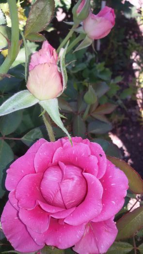 20150724_092010 - Rosa reka s