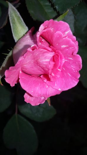 20150910_085619 - Rosa reka s