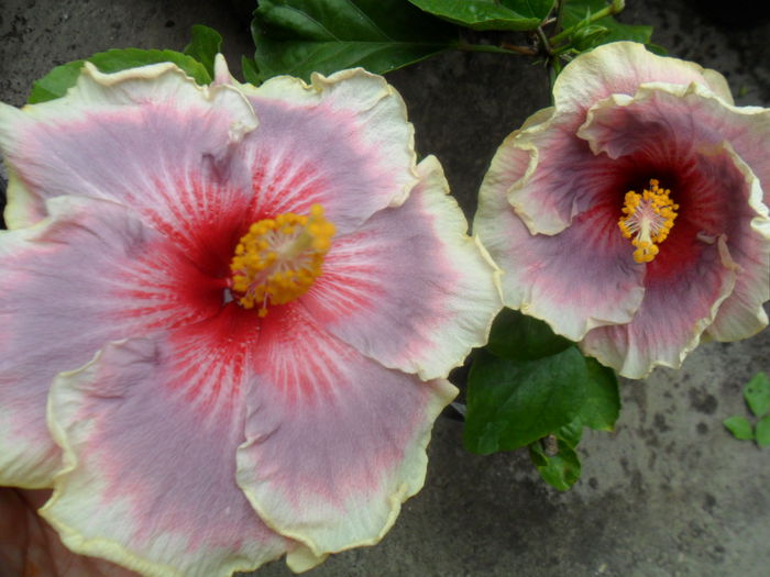 SAM_9773 - 000-hibiscusi deosebiti
