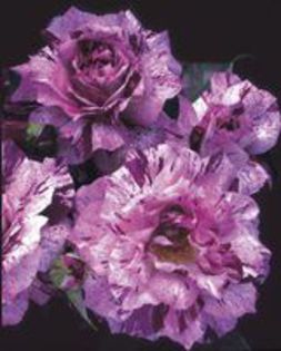 purple tiger - l colectie trandafiri