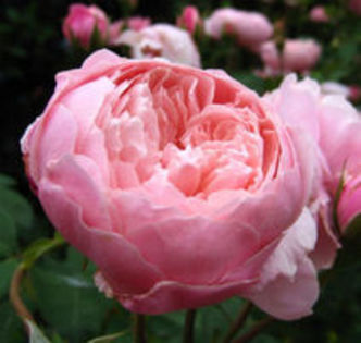 The Alnwick Rose
