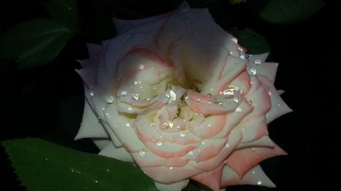 20150724_091801 - 1trandafiri 2014-2015