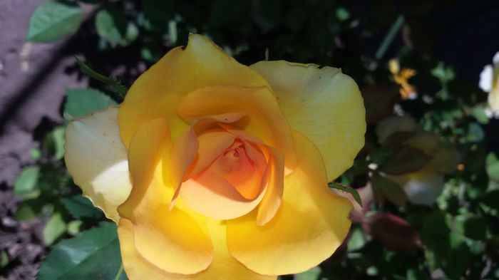 20150724_091919 - 1trandafiri 2014-2015