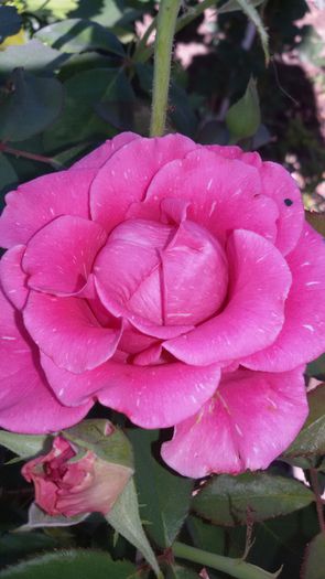 20150724_091944 - 1trandafiri 2014-2015