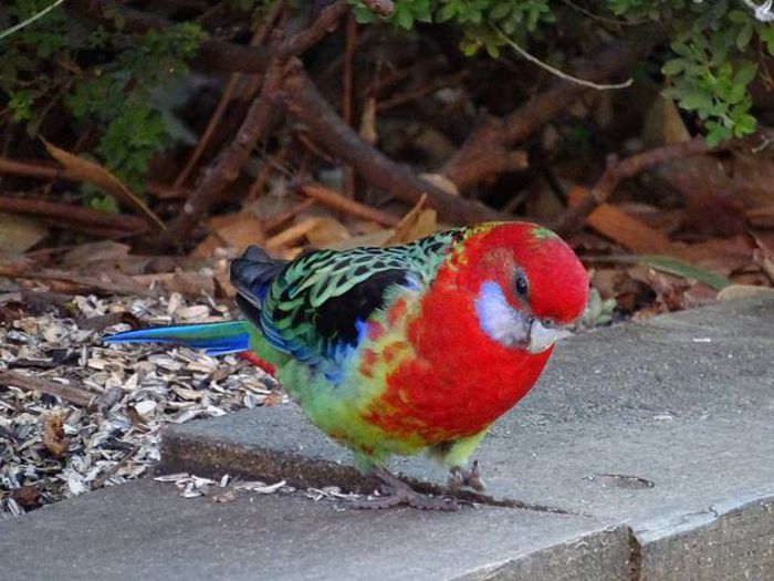 Rozela-mascul-Australia