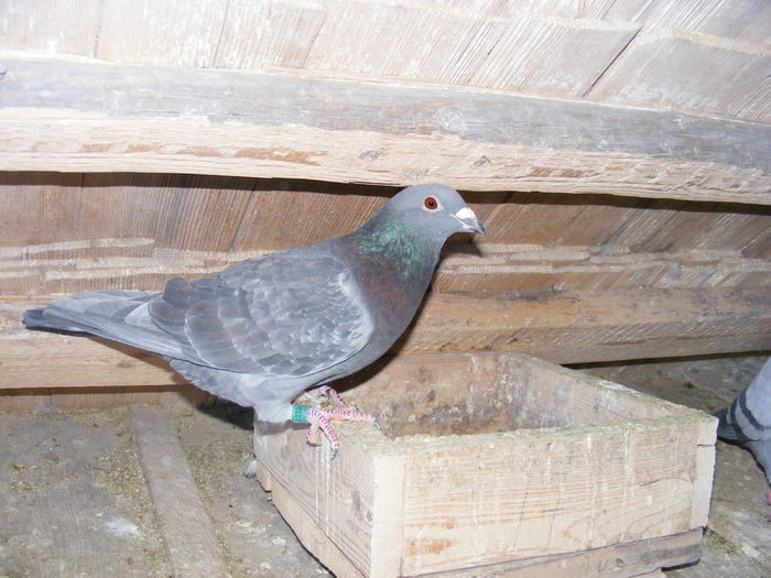 Dv - Porumbei arhiva