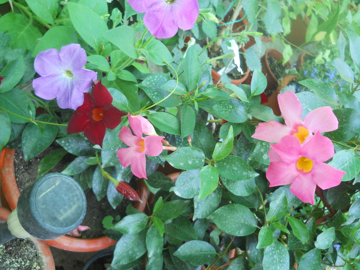 DSCN8582